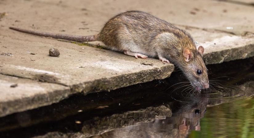 WC-ben is találtak patkányt Tatabányán - egyre súlyosabb a rágcsáló probléma