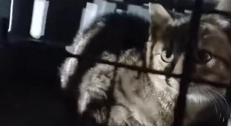 Húszméteres kútba zuhant egy cica Pusztazámornál, tűzoltók mentették ki