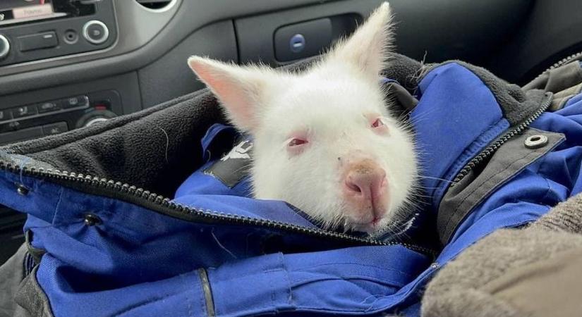 Különleges kengurut fogtak Ausztriában