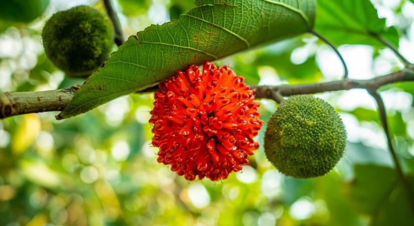 Hogy lehet megszabadulni a papíreperfától a kiskertben?