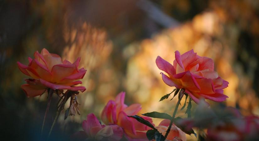 Ma, november 14. Aliz és Szidónia névnapja van – Ilyen személyiségük van