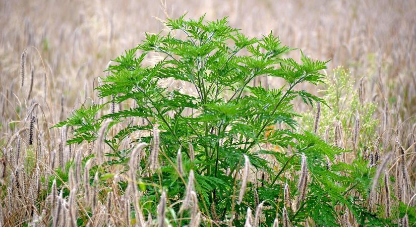 Elemi gazdasági érdekünk, hogy időben küzdjünk meg a biológiai invázióval