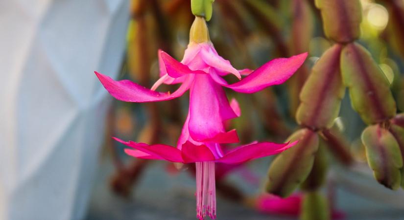 Elváltoztatja a színét a karácsonyi kaktusz? Így mentheti meg az ünnepekig