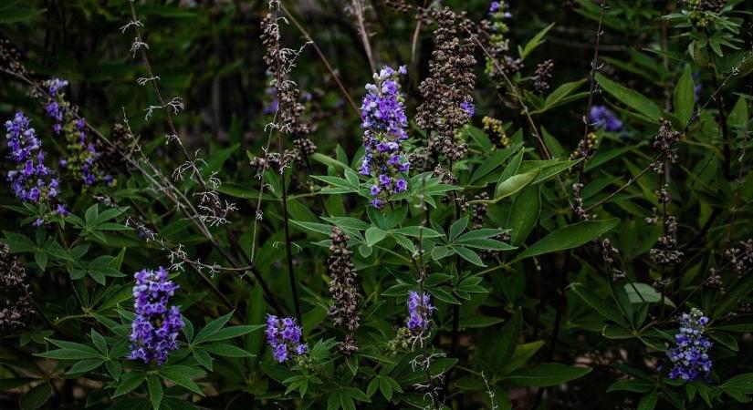 Ökológiai sövény gondozása