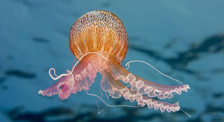 Mennyire hülyék az agyatlan állatok?