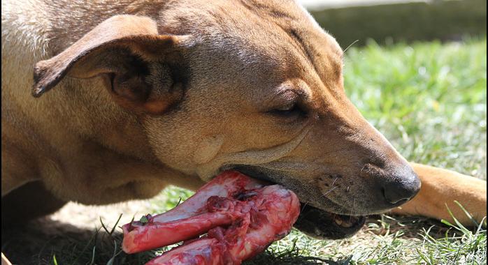Miért jó a nyers étrend a kutyának?