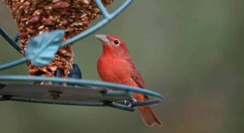 8 dolog, amitől a madarak visszatérnek a kertedbe