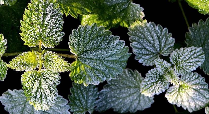 El sem hinné, hogyan vészelik át a telet a növények!