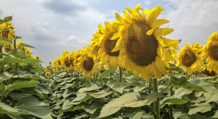 Napraforgó, az egyértelmű választás