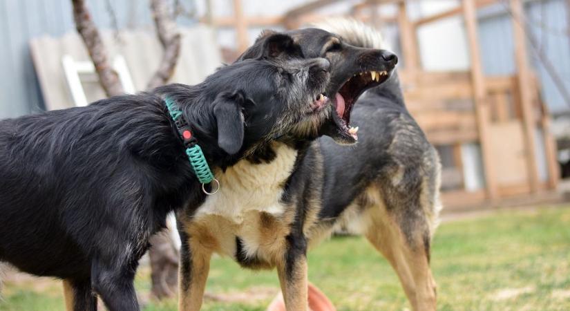 A kutyáik után a gazdik is összeverekedtek a veszprémi kutyafuttatóban