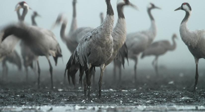 Megérkeztek az első darucsapatok Kardoskútra