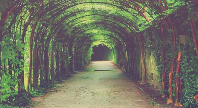 Zöld bringás alagút készül a Bakonyban