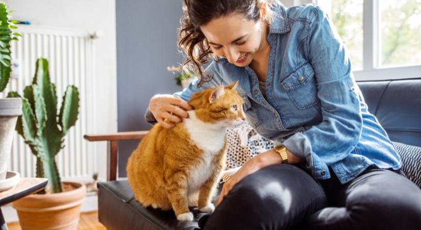 Így mutatja meg neked a cicád, hogy boldog – Olvass a testbeszédéből