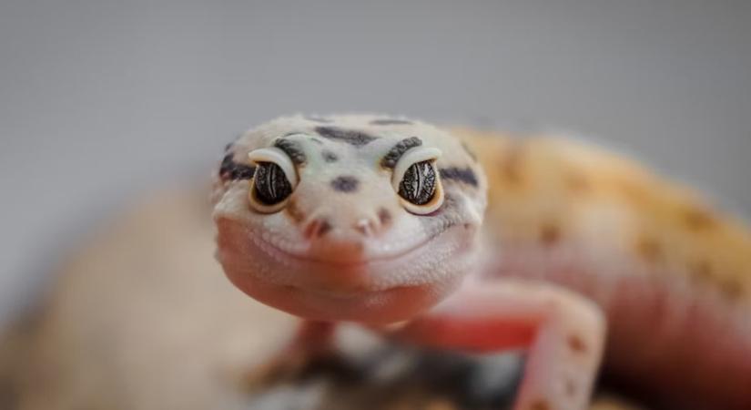 Hidegvérrel szeretni – hogyan mutatnak érzelmet a hüllők?