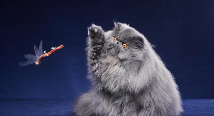 A macskáknak is van finommotoros készsége: ezért fontos, hogy ezt folyamatosan fejleszd