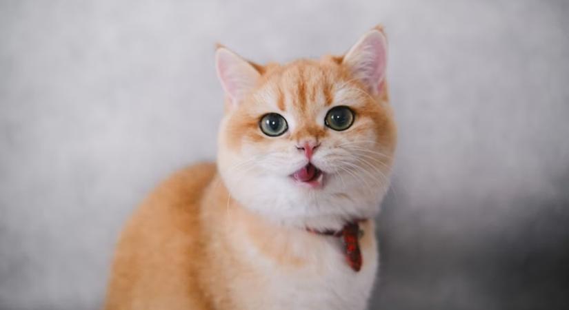 Miért beszél vissza a macskád? – A cicák hangjai és mit árulnak el rólunk