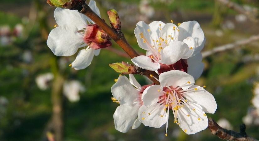 Mire jó a kajszi, ha sosem terem? – Avagy a kertész és a remény örök párharca