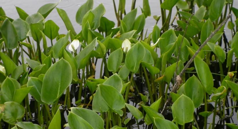 Sárkánygyökér – a lápok titokzatos virága, amely több, mint aminek látszik