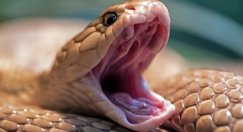 A mérges harapás titka – amikor a természet fegyvert alkot