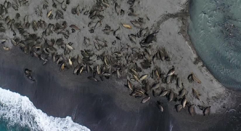 Tetemek, amíg a szem ellát: elveszett a hatalmas fókakolónia fele