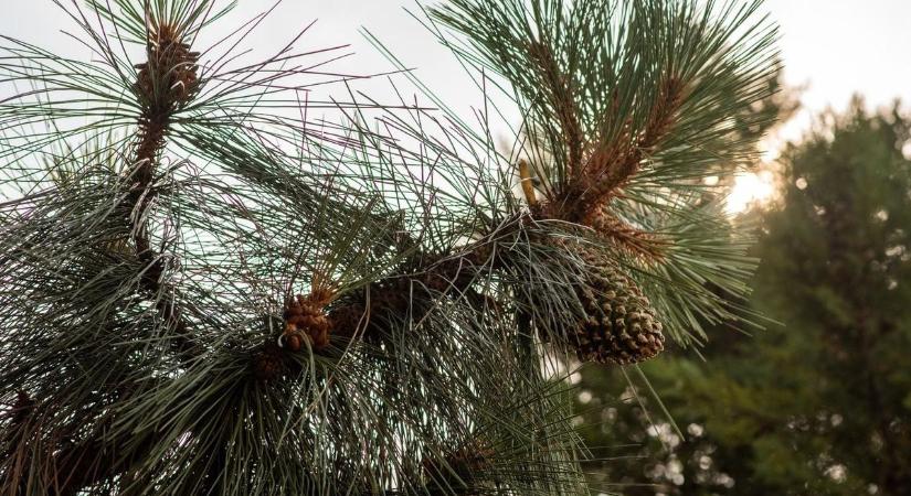 Folly Arborétum: tobozszüret és családi élmények a Balaton édenkertjében