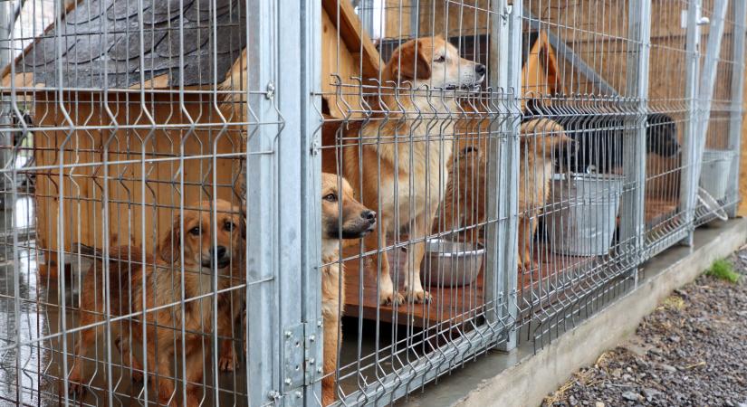 Szaporodó kóborkutya-gondok Hargita megyében