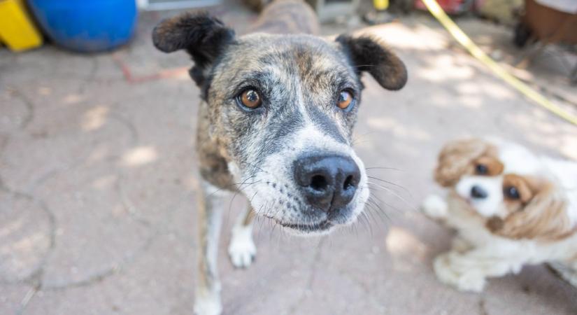 Nem csak a kutyának kell tanulni - ezt jelenti a Gazdijogsi Program