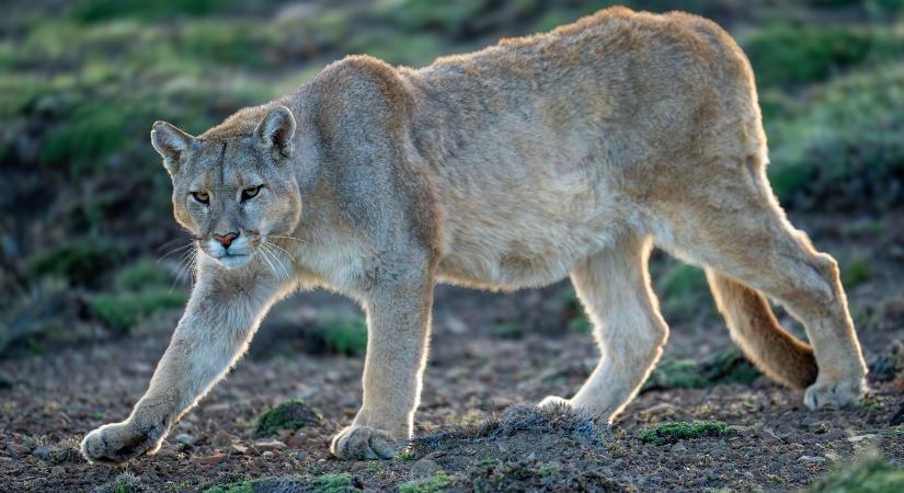 Szürreális helyzet – szemtől szemben találták magukat a túrázók egy pumpával