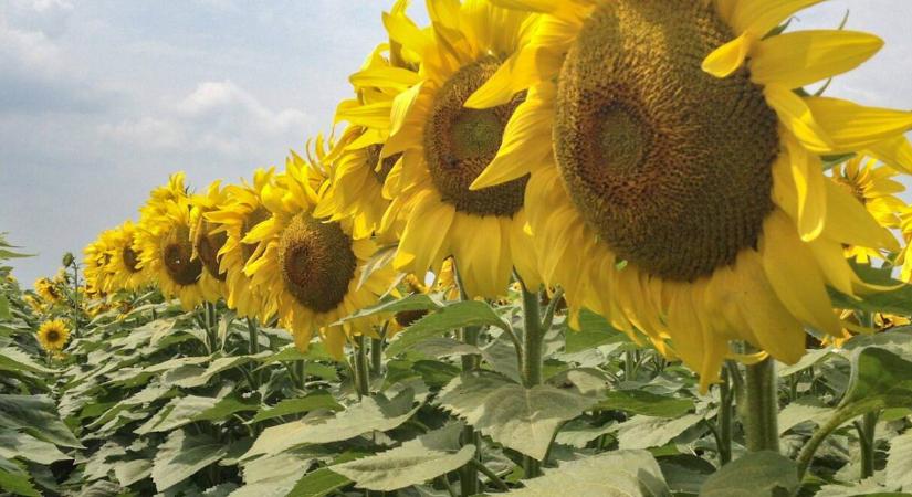 Napraforgó: Jó piaci pozíció és kiszámítható jövedelem