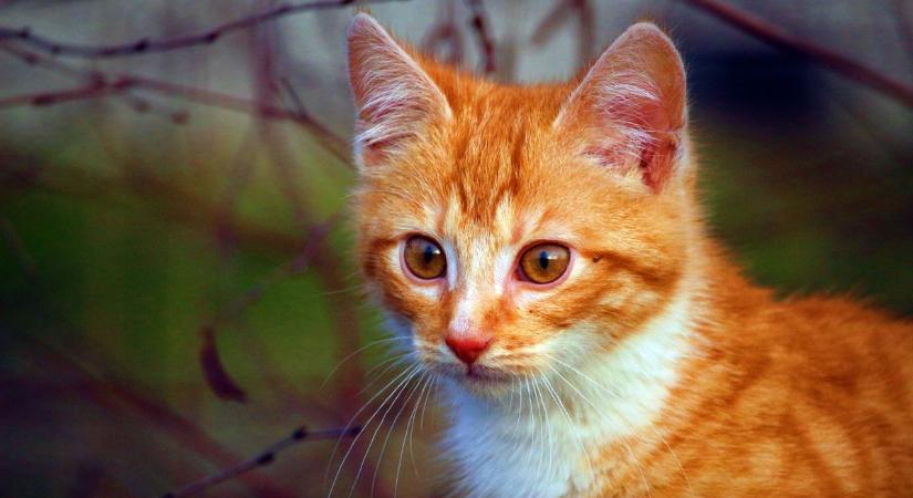 Cica jön a házhoz? Ezekre figyelj, és nem lesz gond!