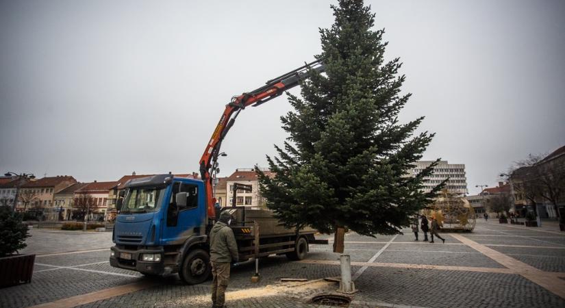 A Petőfi-telepről érkezik idén Szombathely karácsonyfája