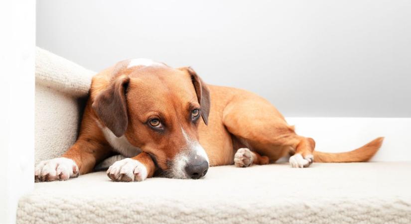 Hihetetlen, de igaz: egy kutya hátba lőtte a gazdáját