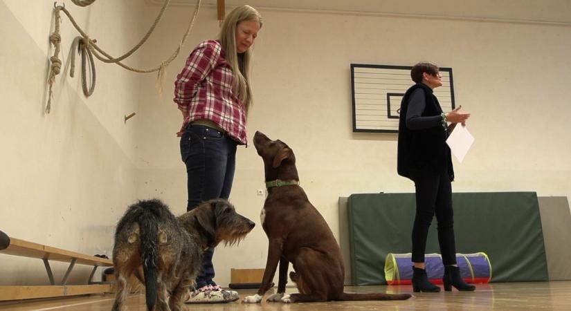 Élményszerű tanulás terápiás kutyákkal – így segíti a gyerekeket az állatasszisztált pedagógia