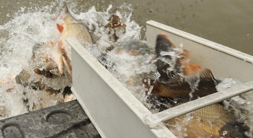 Kapás lesz! – 40 mázsa pontyot telepítettek a Csótóba