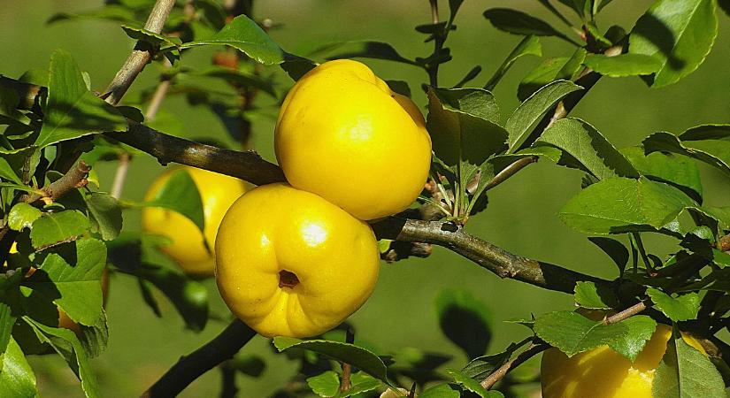 Ősszel sem állhat le a befőzés: így tegye el a birsalmát