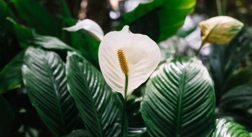 Szerencsét hoz a vitorlavirág a Feng Shui szerint, ha ide kerül a lakásban