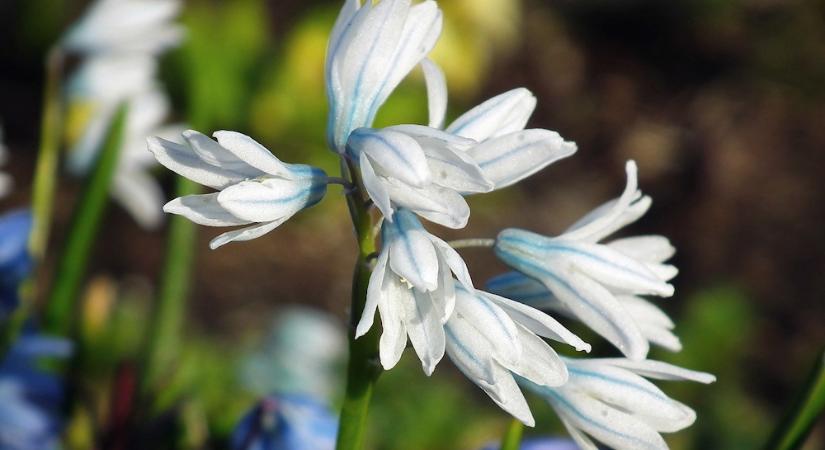 Puskin-virág – a tavasz első kék üzenete a hó alól