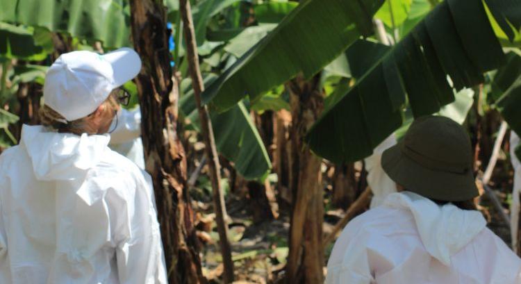 Újraindul az orosz banánprogram!