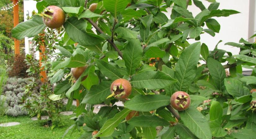 A naspolya, amit pofonegyszerű nevelni a kertben