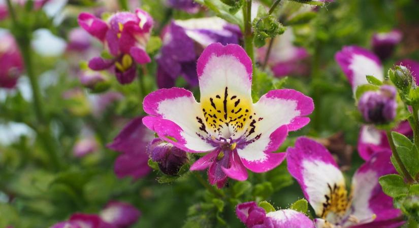 Lepkevirág – a virág, ami mintha maga is repülni készülne