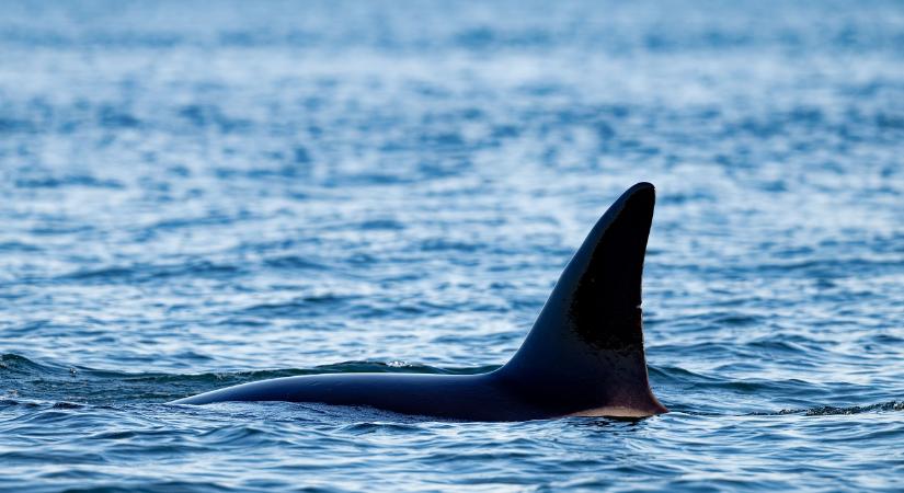 Drámai pillanat tengeren – fóka menekült meg a kardszárnyú delfinektől egy hajóra kapaszkodva