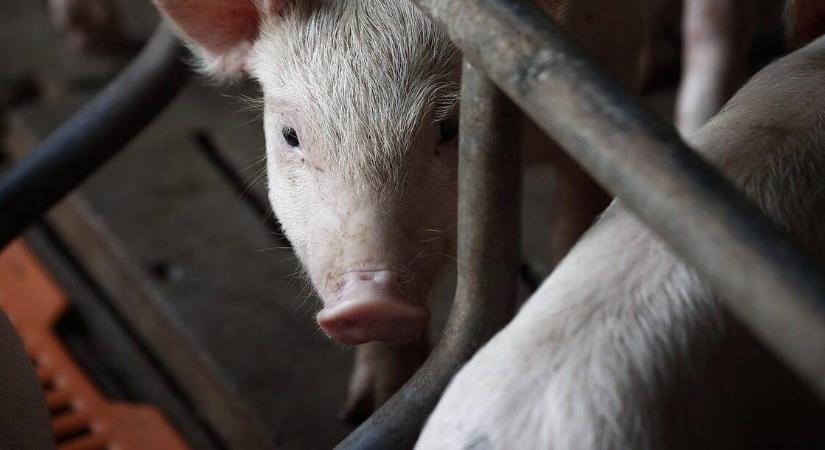 Hat év börtön jár a törvénysértő sertéstartóknak, nincs több pardon
