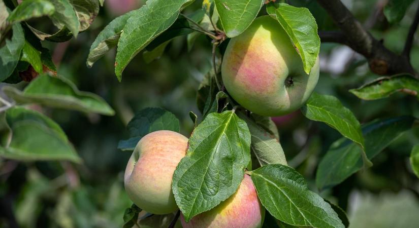 Kié lesz az alma, ha a fáról a szomszéd telkére esett?
