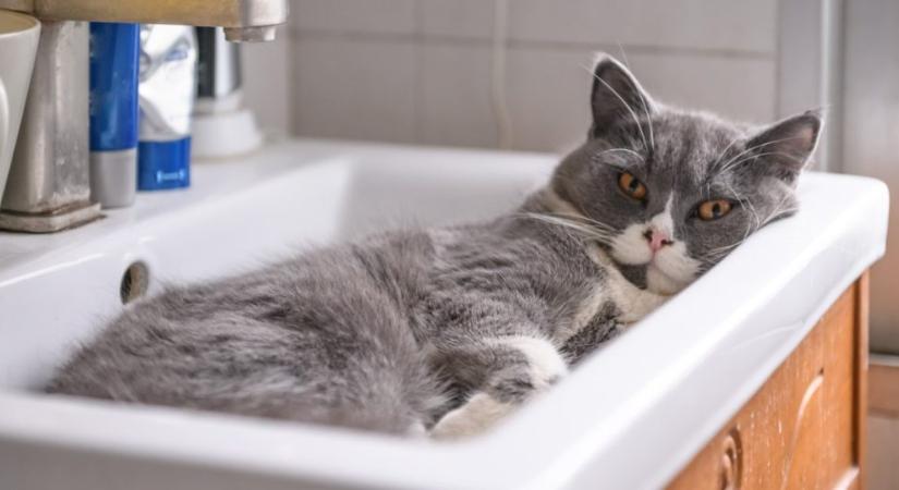 Miért fekszik a macskám a mosdókagylóban?