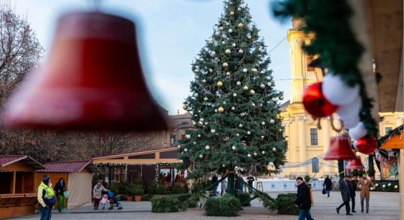 Kiválasztották Debrecen karácsonyfáját