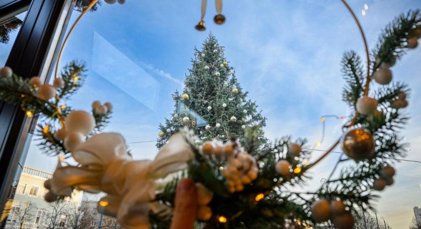 Megvan Debrecen karácsonyfája, amit hamarosan mindenki megcsodálhat