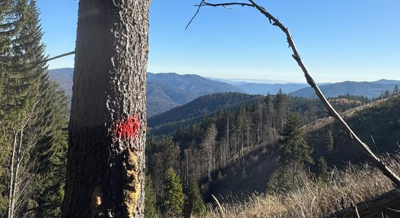 Illegálisan kitermelt fát koboztak el Hargita megyében