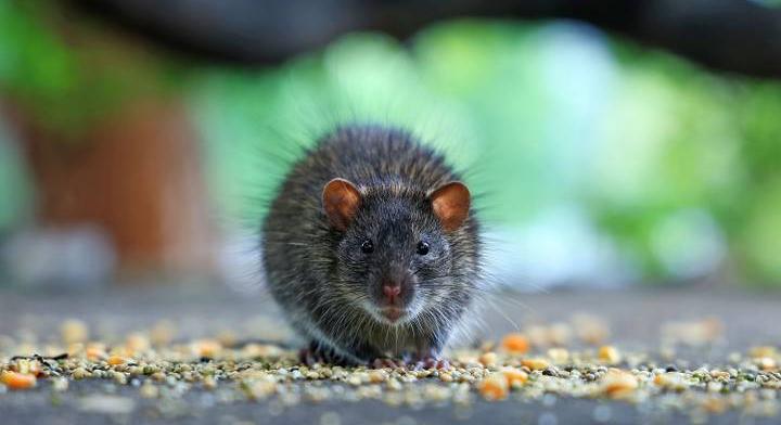 Az otthonokba is betörtek a patkányok ebben a magyar városban: váratlan helyeken bukkanhatnak fel a lakásban