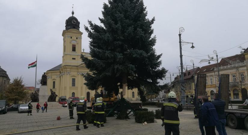 Kiválasztották Debrecen karácsonyfáját, ekkor állítják fel