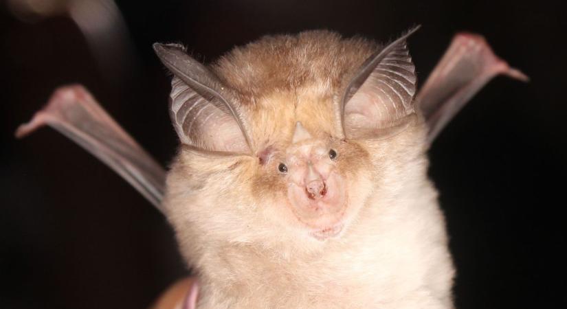 A denevérek sokkal érdekesebbek, mint gondolnád! Ezek a fajok élnek a megyében